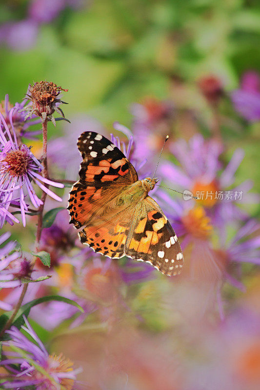 紫色茎紫菀上的红色上将蝴蝶。Symphyotrichum puniceum